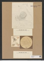 Triceratium montereyi Brightw. (de-Toni-Nr.: Genus 140, Species 3732) Zeichnungen Sammlung Grunow Nr. 7243 (NHMW-BOT-W0376241)